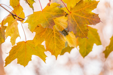 Maple branches with yellow leaves in autumn, in the light of sunset.