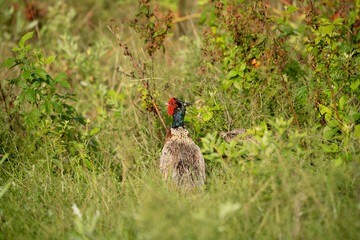 Ring Necked Pheasant in the Weeds