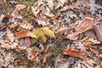 Orange and yellow fallen leaves in the sunlight.