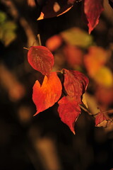 Soft red leaves
