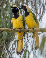 Cyanocorax yncas