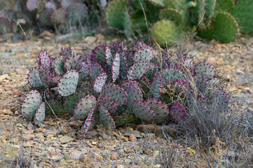 Long Spined Purplish Prickly Pear Cactus in the Chisos Basin of Big Bend National Park, in...