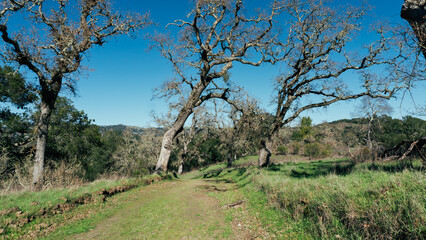 trees in the field