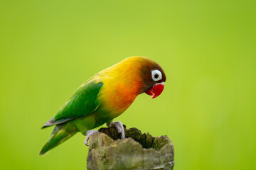 Lovebird Parrot (Agapornis Personatus) animal closeup with green background (Burung Cinta)