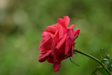 真っ赤なバラ　横から
