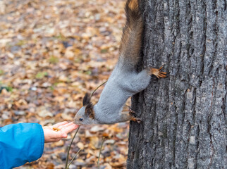 A squirrel in the autumn eats nuts from a human hand. Eurasian red squirrel, Sciurus vulgaris