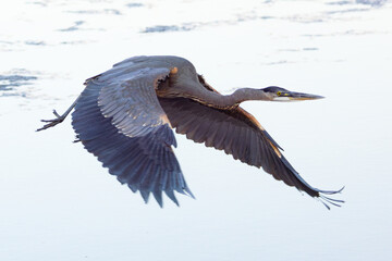 Great blue heron flying, seen in the wild in a North California marsh