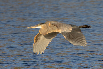 Great blue heron flying in beautiful light, seen in the wild in a North California marsh