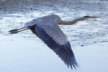 Great blue heron flying, seen in the wild in a North California marsh