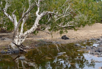 Outback creek, Australia