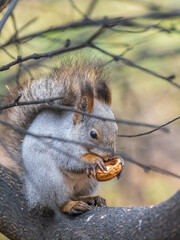 The squirrel with nut sits on tree in the autumn. Eurasian red squirrel, Sciurus vulgaris.
