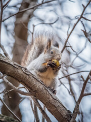 The squirrel with nut sits on tree in the autumn. Eurasian red squirrel, Sciurus vulgaris.
