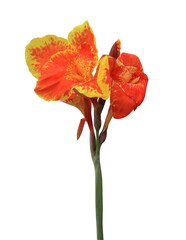 Obraz premium Canna Lily or India Short Plant or India Shoot or Bulsarana flower. Close up exotic orange- yellow flower isolated on transparent background.