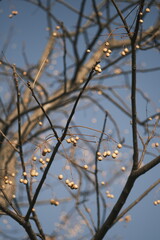 Chinese tallow tree laden with fruits