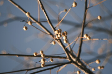 Chinese tallow tree laden with fruits