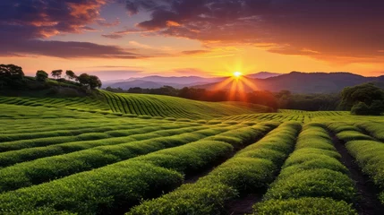 Poster plantation tea farm sunset © PikePicture