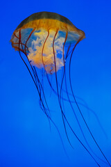 Pacific sea nettle jellyfish 