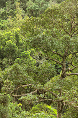 Bushwalking at the Crystal Cascades near Cairns, Queensland, Australia