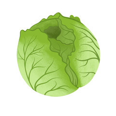 cabbage vegetable illustration in png format