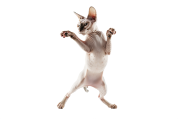 Sphynx cat dancing on hind legs, isolated on transparent background.