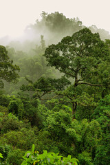 Bushwalking at the Crystal Cascades near Cairns, Queensland, Australia