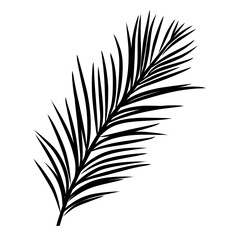 Palm leaves silhouette