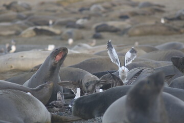 island sea lions