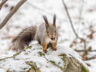 Naklejka na ściany i meble The squirrel in winter sits on white snow.