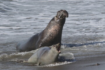seal on the beach