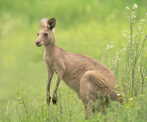 Naklejka na ściany i meble Grey kangaroo ( macropus giganteus)eating grass in the bush, Gold Coast, Queensland, Australia,