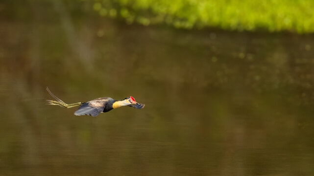 The comb-crested jacana (Irediparra gallinacea), in flight  at Queensland, Australia.