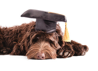 Tired puppy with graduation hat with tassel and looking at camera. Pet concept for celebrating...