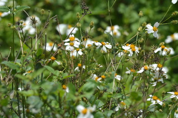 Bees in the field collect honey on Bidens pilosa
