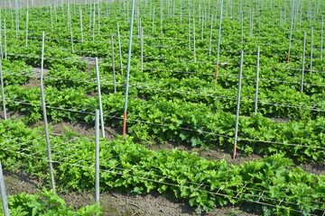 Planting a large field of chrysanthemums in the field