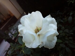 white rose