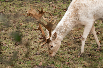 Close-up of a young male Albino deer eating grass. Young male white deer eating grass. Young male white stag eating grass (Cervidae)