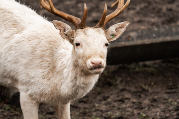 Close-up of a young male Albino deer. Young male white deer. Young male white stag (Cervidae)