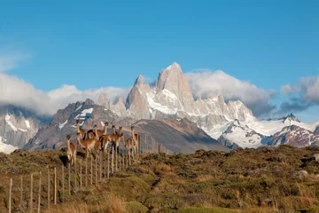 Crédence de cuisine en verre imprimé Fitz Roy guanacos of patagonia standing in front of fritz roy mountain range showing an iconic patagonian landscape