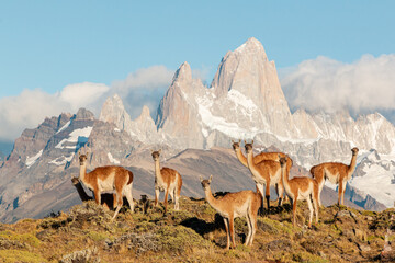 guanacos of patagonia standing in front of fritz roy mountain range showing an iconic patagonian...