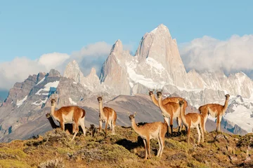 Foto op Plexiglas Cerro Chaltén guanacos of patagonia standing in front of fritz roy mountain range showing an iconic patagonian landscape