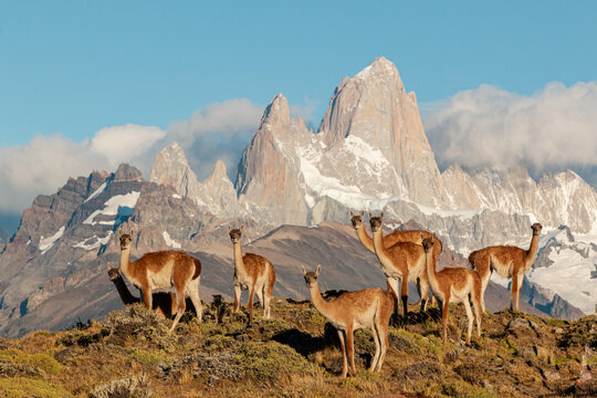 guanacos of patagonia standing in front of fritz roy mountain range showing an iconic patagonian landscape