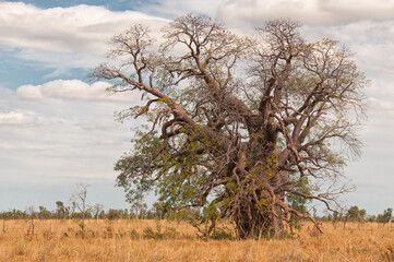 Boab Tree, Kimberley Region, Western Australia, Australia