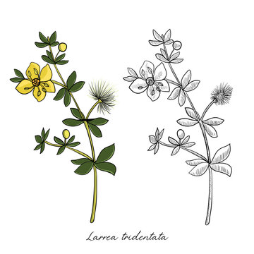 vector drawing chaparral, Larrea tridentata , hand drawn illustration