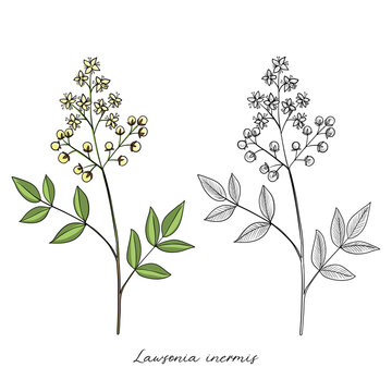 vector drawing henna, Lawsonia inermis , hand drawn illustration