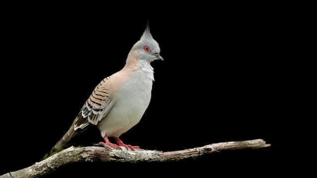 The Crested Pigeon (Ocyphaps lophotes) perching on a branch with an isolated black background,