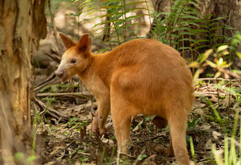 Naklejka na ściany i meble Golden swamp wallaby, marsupial native to Australia's wetlands, Gold Coast, Queensland, Australia.