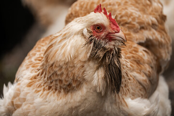 Close up of a domesticated female chicken hen (gallus gallus domesticos)