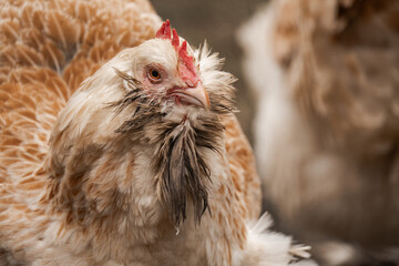 Close up of a domesticated female chicken hen (gallus gallus domesticos)