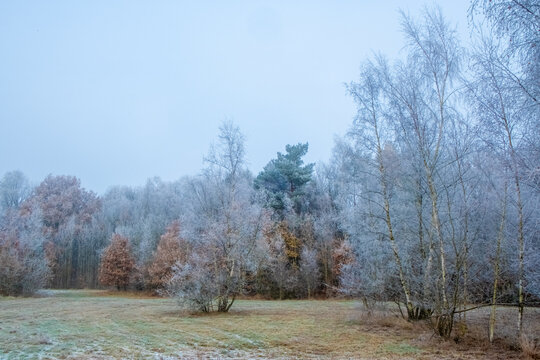 A serene winter landscape is captured here, where the meadow meets the forest edge. The scenery is cloaked in a soft layer of frost, muting the colors of the grass, trees, and shrubs. The subtle hues