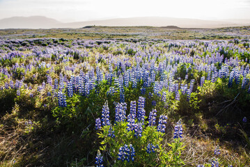 Soft Lighting Over Field Of Lupine